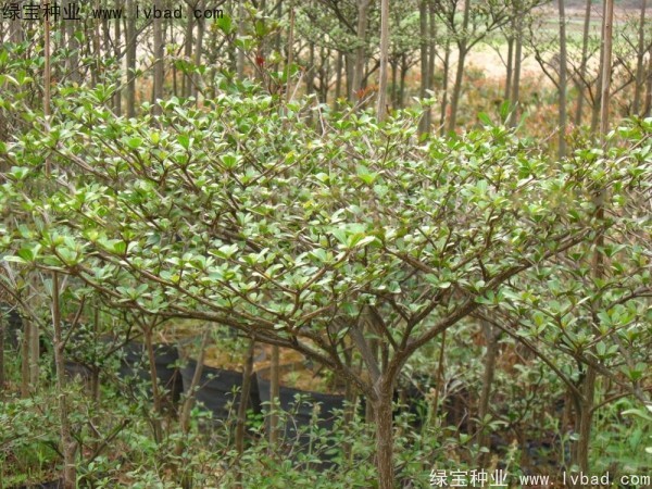小葉欖仁<a href='http://m.wuzhouwash.com/' target='_blank'>種子</a>