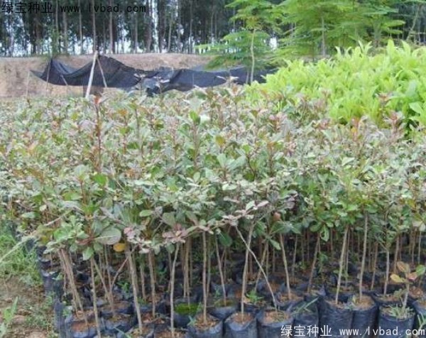 <a href='http://m.wuzhouwash.com/linmuzhongzi/2281.html' target='_blank'>小葉欖仁種子</a>