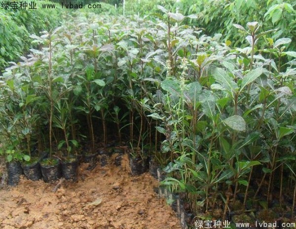 <a href='http://m.wuzhouwash.com/linmuzhongzi/2281.html' target='_blank'>小葉欖仁種子</a>