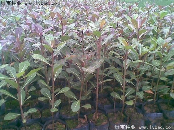 小葉欖仁種子