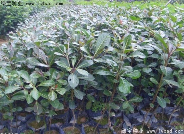 <a href='http://m.wuzhouwash.com/linmuzhongzi/2281.html' target='_blank'>小葉欖仁種子</a>