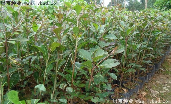 小葉欖仁<a href='http://m.wuzhouwash.com/' target='_blank'>種子</a>