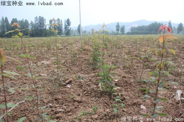 血皮槭<a href='http://m.wuzhouwash.com/' target='_blank'>種子</a>