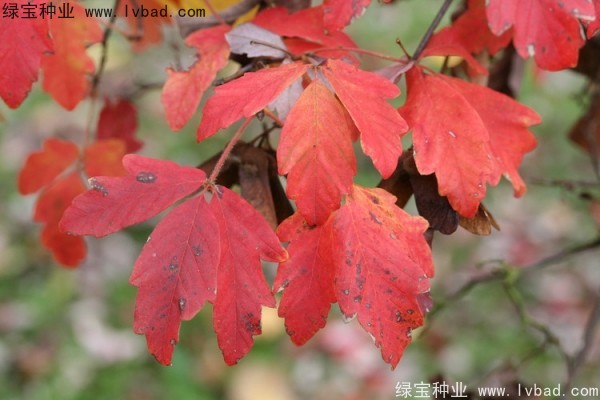 <a href='http://m.wuzhouwash.com/linmuzhongzi/2282.html' target='_blank'>血皮槭種子</a>
