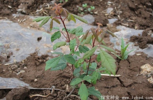 <a href='http://m.wuzhouwash.com/linmuzhongzi/2282.html' target='_blank'>血皮槭種子</a>