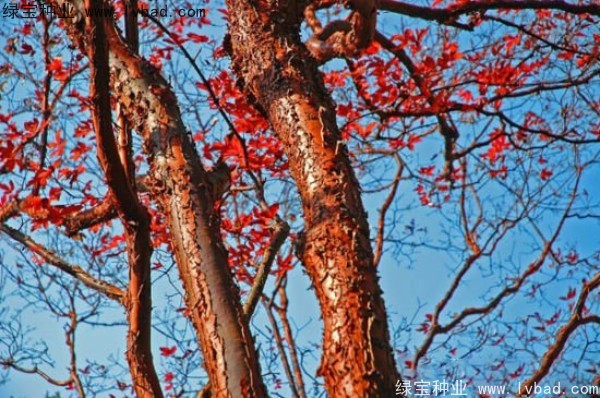 血皮槭<a href='http://m.wuzhouwash.com/' target='_blank'>種子</a>