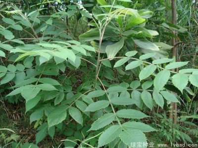 鹽膚木種子