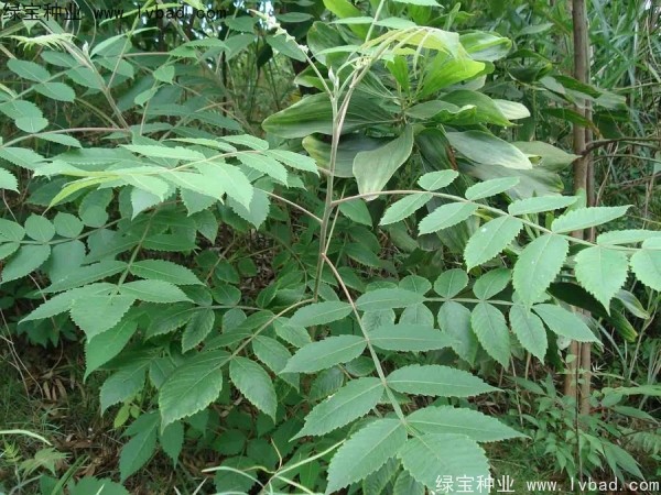 <a href='http://m.wuzhouwash.com/linmuzhongzi/2283.html' target='_blank'>鹽膚木種子</a>