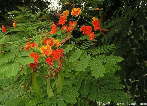 洋金鳳<a href='http://m.wuzhouwash.com/' target='_blank'>種子</a>