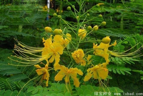 洋金鳳種子