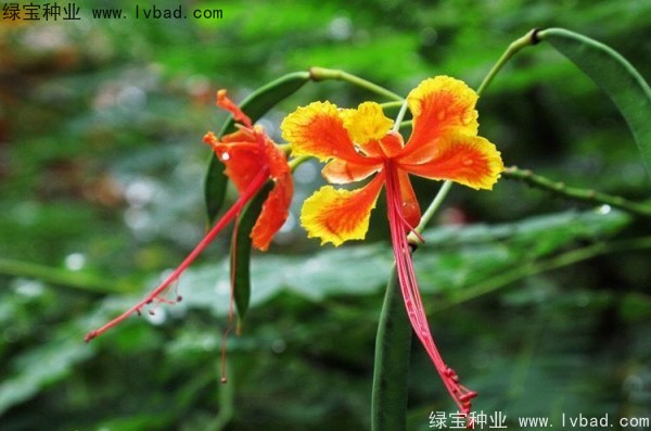 <a href='http://m.wuzhouwash.com/linmuzhongzi/2284.html' target='_blank'>洋金鳳種子</a>