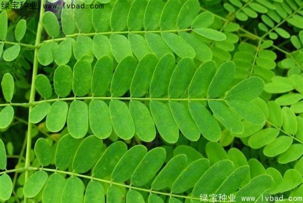 <a href='http://m.wuzhouwash.com/linmuzhongzi/2284.html' target='_blank'>洋金鳳種子</a>