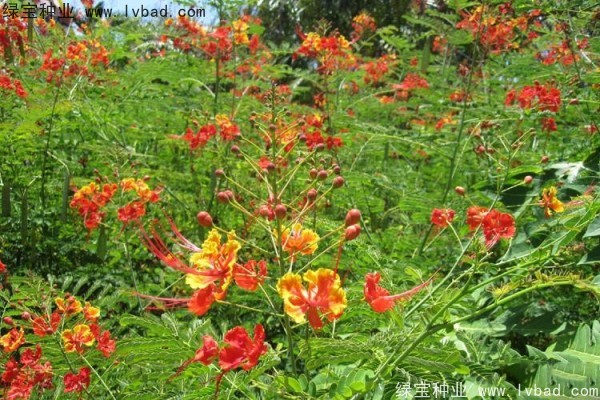 <a href='http://m.wuzhouwash.com/linmuzhongzi/2284.html' target='_blank'>洋金鳳種子</a>