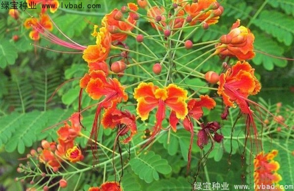 洋金鳳種子
