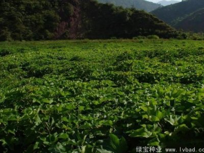油桐種子