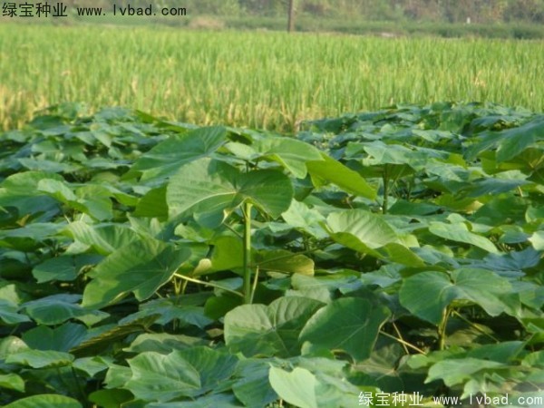 油桐<a href='http://m.wuzhouwash.com/' target='_blank'>種子</a>