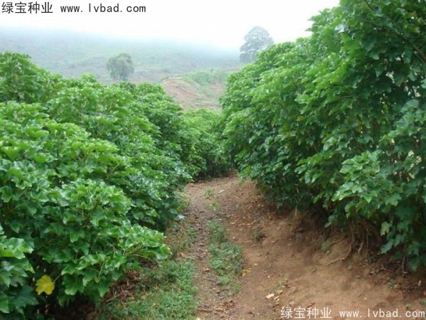 <a href='http://m.wuzhouwash.com/linmuzhongzi/2285.html' target='_blank'>油桐</a><a href='http://m.wuzhouwash.com/' target='_blank'>種子</a>