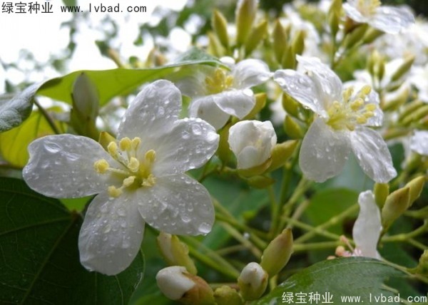 <a href='http://m.wuzhouwash.com/linmuzhongzi/2285.html' target='_blank'>油桐種子</a>