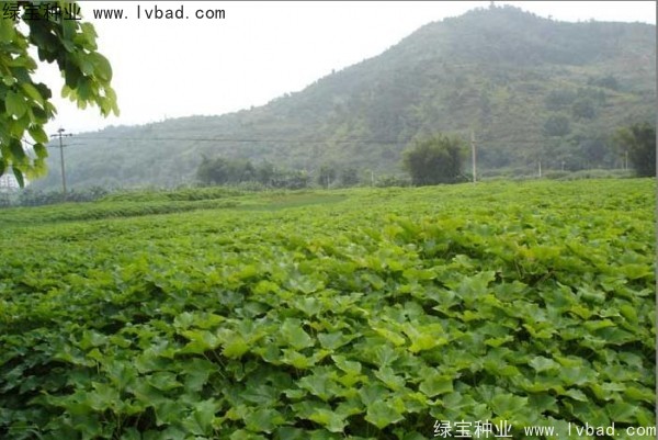 <a href='http://m.wuzhouwash.com/linmuzhongzi/2285.html' target='_blank'>油桐種子</a>