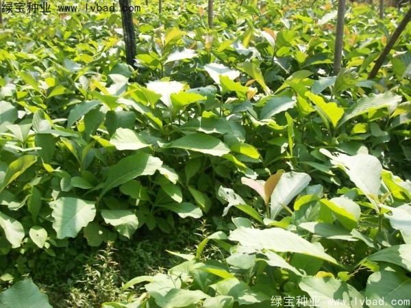 <a href='http://m.wuzhouwash.com/linmuzhongzi/2286.html' target='_blank'>柚木種子</a>