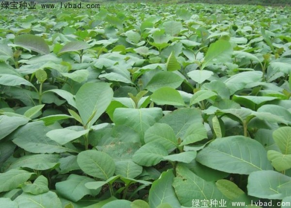 柚木<a href='http://m.wuzhouwash.com/' target='_blank'>種子</a>