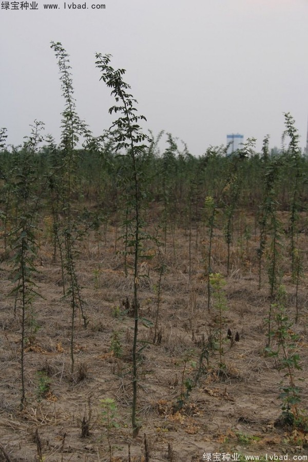 <a href='http://m.wuzhouwash.com/linmuzhongzi/2287.html' target='_blank'>中皂角種子</a>