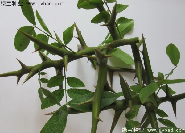 中<a href='http://m.wuzhouwash.com/linmuzhongzi/1776.html' target='_blank'>皂角</a>種子