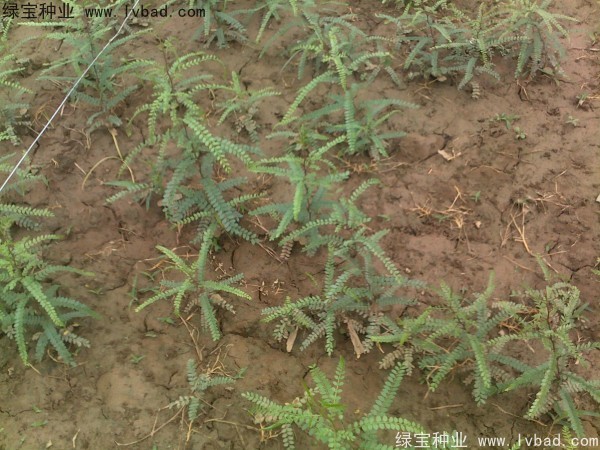 <a href='http://m.wuzhouwash.com/linmuzhongzi/2287.html' target='_blank'>中皂角</a><a href='http://m.wuzhouwash.com/' target='_blank'>種子</a>