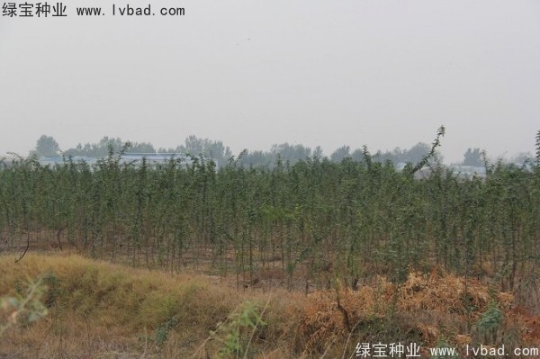 <a href='http://m.wuzhouwash.com/linmuzhongzi/2287.html' target='_blank'>中皂角種子</a>