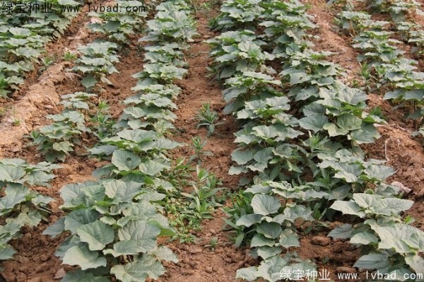 <a href='http://m.wuzhouwash.com/linmuzhongzi/2288.html' target='_blank'>梓樹種子</a>