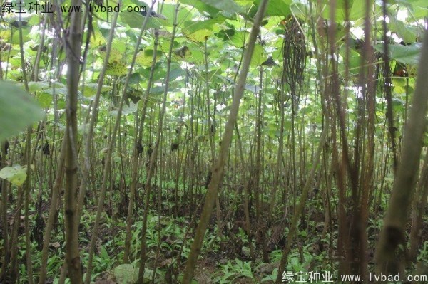 <a href='http://m.wuzhouwash.com/linmuzhongzi/2288.html' target='_blank'>梓樹種子</a>