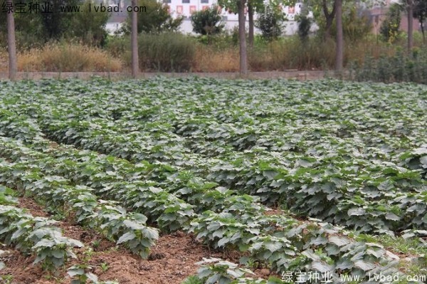 <a href='http://m.wuzhouwash.com/linmuzhongzi/2288.html' target='_blank'>梓樹種子</a>