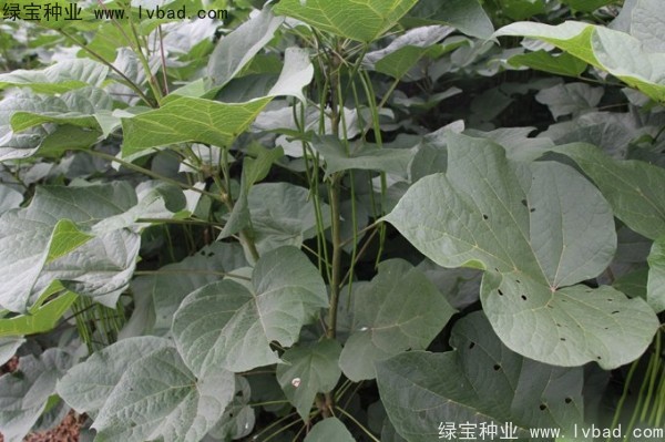 梓樹<a href='http://m.wuzhouwash.com/' target='_blank'>種子</a>