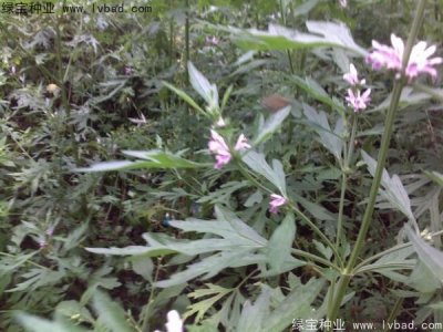 茺蔚子種子