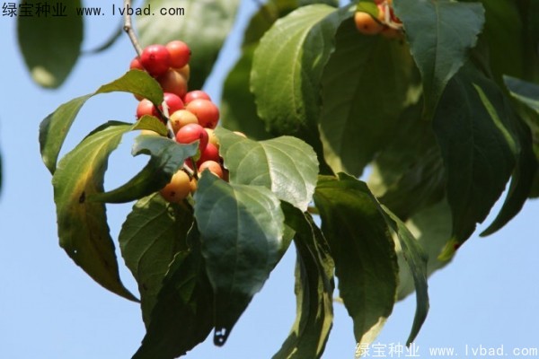 大風(fēng)子<a href='http://m.wuzhouwash.com/' target='_blank'>種子</a>