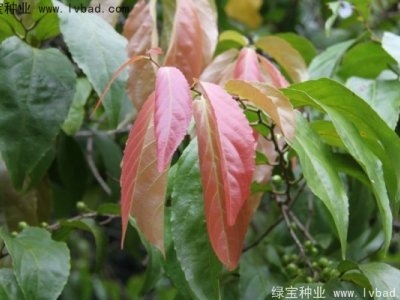 大風子種子