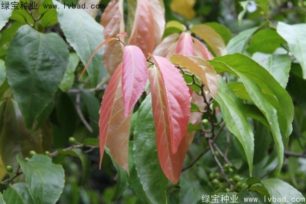 <a href='http://m.wuzhouwash.com/yaocaizhongzi/2290.html' target='_blank'>大風(fēng)子種子</a>