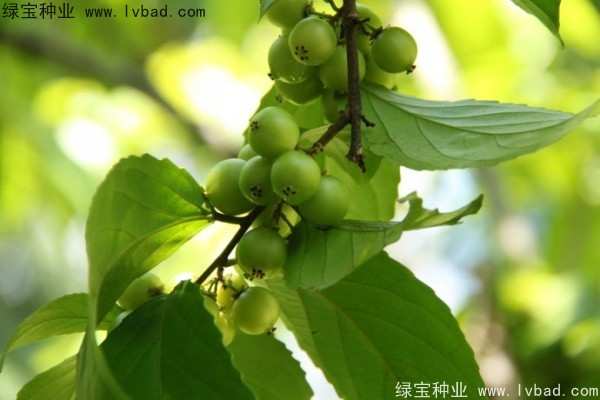 <a href='http://m.wuzhouwash.com/yaocaizhongzi/2290.html' target='_blank'>大風(fēng)子種子</a>
