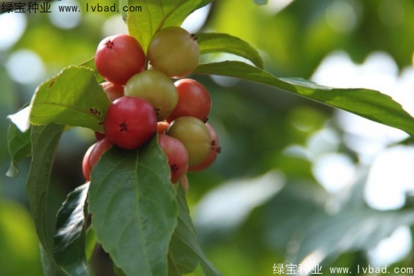 <a href='http://m.wuzhouwash.com/yaocaizhongzi/2290.html' target='_blank'>大風(fēng)子種子</a>
