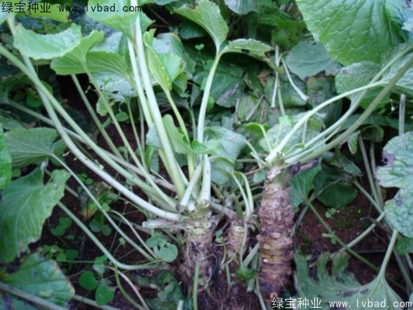 <a href='http://m.wuzhouwash.com/yaocaizhongzi/2293.html' target='_blank'>芥末種子</a>