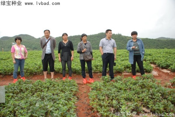 芥末<a href='http://m.wuzhouwash.com/' target='_blank'>種子</a>