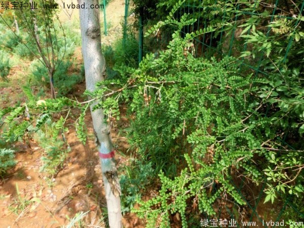 <a href='http://m.wuzhouwash.com/yaocaizhongzi/2295.html' target='_blank'>苦刺種子</a>