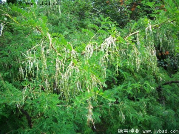 <a href='http://m.wuzhouwash.com/yaocaizhongzi/2295.html' target='_blank'>苦刺</a><a href='http://m.wuzhouwash.com/' target='_blank'>種子</a>