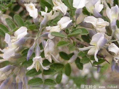 苦刺種子