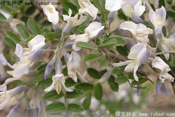 <a href='http://m.wuzhouwash.com/yaocaizhongzi/2295.html' target='_blank'>苦刺種子</a>
