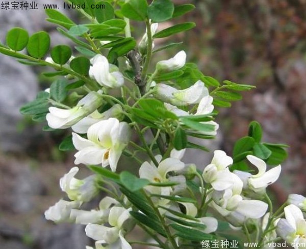 <a href='http://m.wuzhouwash.com/yaocaizhongzi/2295.html' target='_blank'>苦刺</a><a href='http://m.wuzhouwash.com/' target='_blank'>種子</a>
