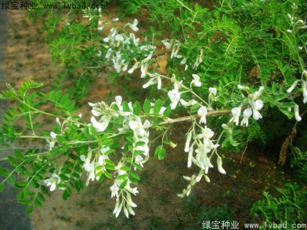 <a href='http://m.wuzhouwash.com/yaocaizhongzi/2295.html' target='_blank'>苦刺種子</a>