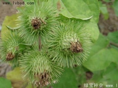 牛蒡種子