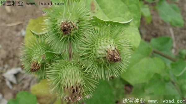<a href='http://m.wuzhouwash.com/yaocaizhongzi/2297.html' target='_blank'>牛蒡種子</a>