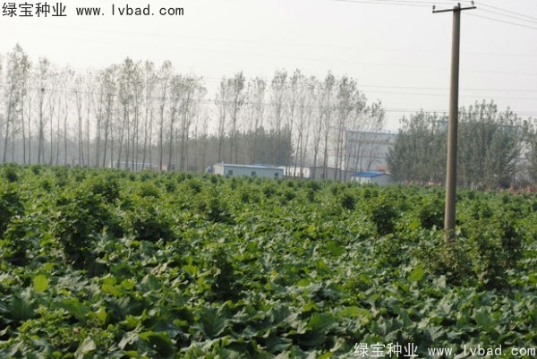 牛蒡<a href='http://m.wuzhouwash.com/' target='_blank'>種子</a>